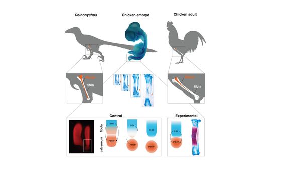 The fibula bone (orange) in Dinosaurs is as long as the tibia and reaches down to the ankle (upper left), whereas in adult birds, it is splinter-like and shorter than the tibia, missing its lower end (upper right). However, bird embryos actually start out like dinosaurs, and then develop their adult anatomy (centre). The transformation can be stopped by experimental inhibition of Indian Hedgehog (IHH), a bone maturation gene, which leads to a bird with a dinosaur-like fibula (lower right) The fibula bone (orange) in Dinosaurs is as long as the tibia and reaches down to the ankle (upper left), whereas in adult birds, it is splinter-like and shorter than the tibia, missing its lower end (upper right). However, bird embryos actually start out like dinosaurs, and then develop their adult anatomy (centre). The transformation can be stopped by experimental inhibition of Indian Hedgehog (IHH), a bone maturation gene, which leads to a bird with a dinosaur-like fibula (lower right) - Sputnik International