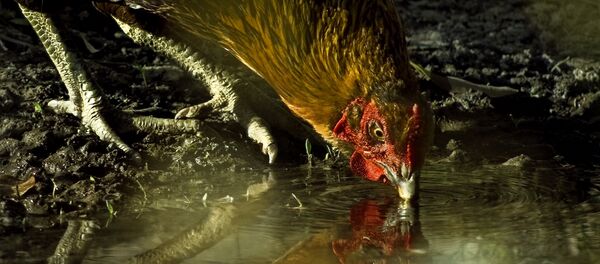 Jurassic Chicken Jurassic Chicken - Sputnik International