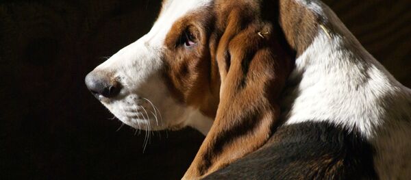 Beagle Beagle - Sputnik International