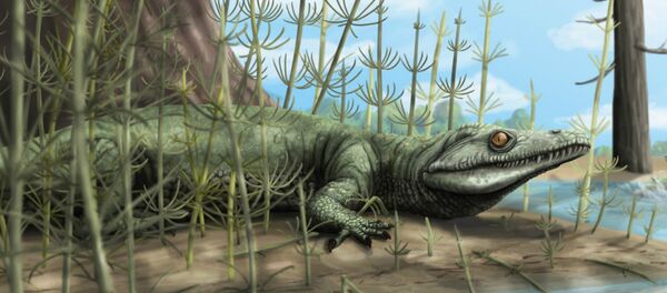 Palaeontologists discover 250 million year old new species of reptile in Brazil Palaeontologists discover 250 million year old new species of reptile in Brazil - Sputnik International