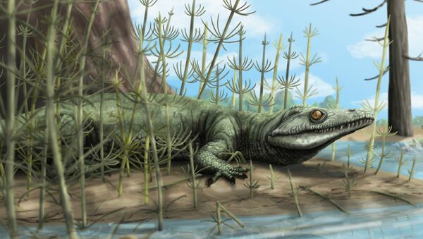 Palaeontologists discover 250 million year old new species of reptile in Brazil - Sputnik International