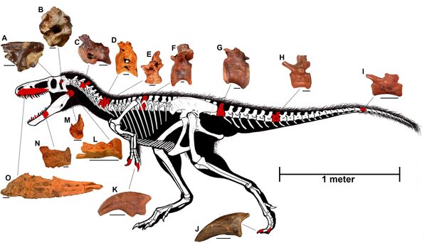 Reconstructed skeleton of “Timurlengia euotica” with discovered fossilized bones, highlighted in red, and other bones remaining to be discovered inferred from other related species of tyrannosaurs in white. Individual scale bars for the pictured fossilized bones each equal 2 cm. Reconstructed skeleton of “Timurlengia euotica” with discovered fossilized bones, highlighted in red, and other bones remaining to be discovered inferred from other related species of tyrannosaurs in white. Individual scale bars for the pictured fossilized bones each equal 2 cm. - Sputnik International