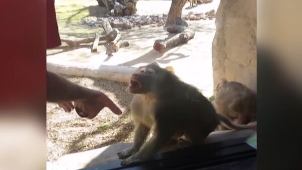 Baboon Is Amazed By Man's Magic Trick - Sputnik International