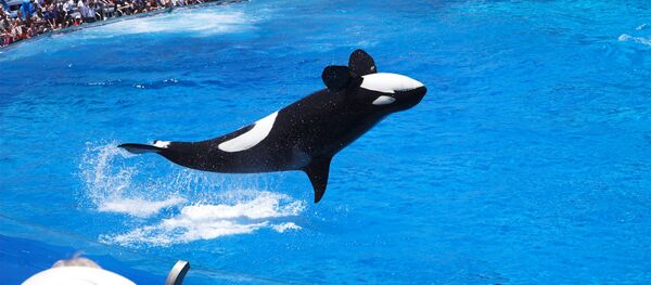 The End of Shamu: Animal Rights Activists Hail Huge Victory in Sea World Row - Sputnik International