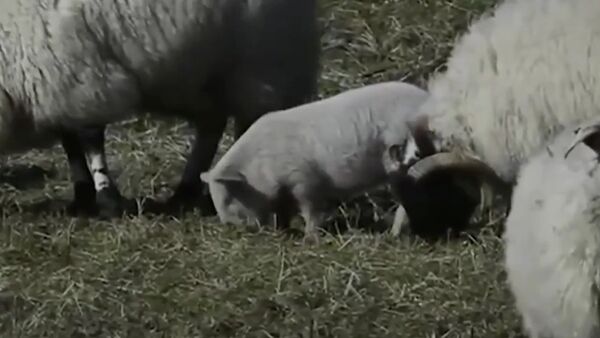 Cute pig that thinks she is a sheep - Sputnik International