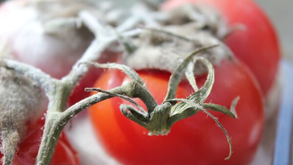 Rotten tomatoes - Sputnik International