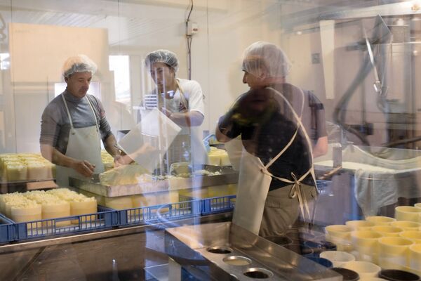Workers preparing Fourme de Montbrison cheese at the Hautes Chaumes dairy in Sauvain, near Montbrison, central France Workers preparing Fourme de Montbrison cheese at the Hautes Chaumes dairy in Sauvain, near Montbrison, central France - Sputnik International