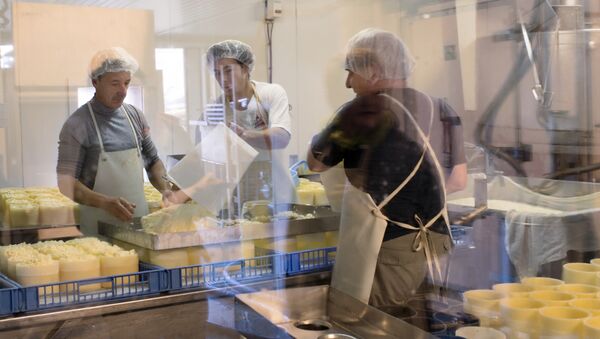 Workers preparing Fourme de Montbrison cheese at the Hautes Chaumes dairy in Sauvain, near Montbrison, central France - Sputnik International