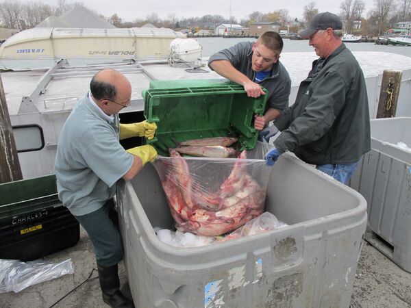 Workers unload Lake Erie fish from a tug docked at Kingsville, Ontario, Canada. (File) Workers unload Lake Erie fish from a tug docked at Kingsville, Ontario, Canada. (File) - Sputnik International