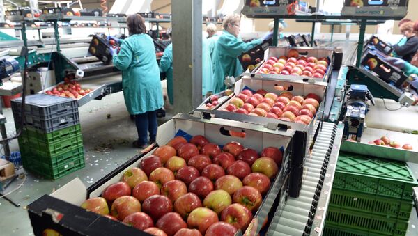 Apples are packed in a Polish fruit factory Rajpol in Wola Leczyszycka - Sputnik International