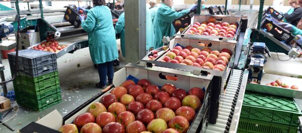 Apples are packed in a Polish fruit factory Rajpol in Wola Leczyszycka Apples are packed in a Polish fruit factory Rajpol in Wola Leczyszycka - Sputnik International