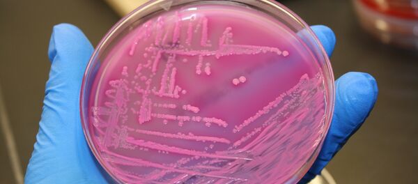E. coli bacteria E. coli bacteria - Sputnik International