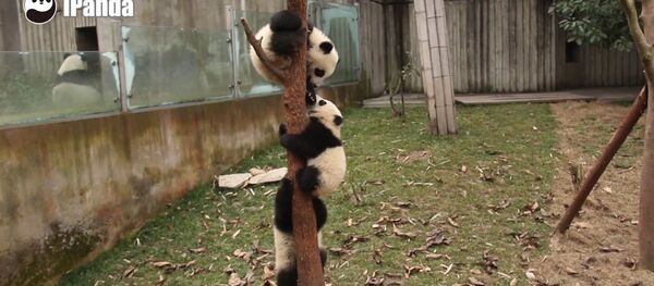 Panda Cubs Cooperate With Each Other Smoothly - Sputnik International