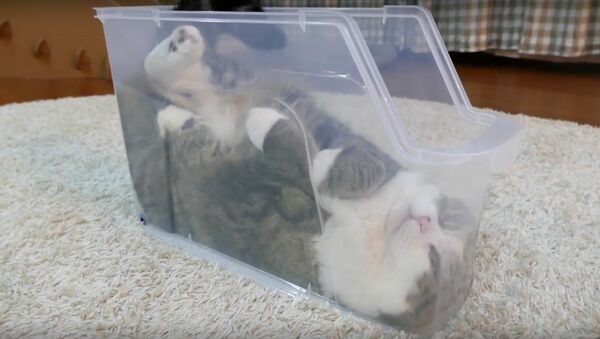 Cat chooses an odd place to relax - Sputnik International