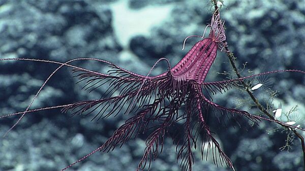 A purple crinoid hangs out on a dead coral stalk A purple crinoid hangs out on a dead coral stalk - Sputnik International