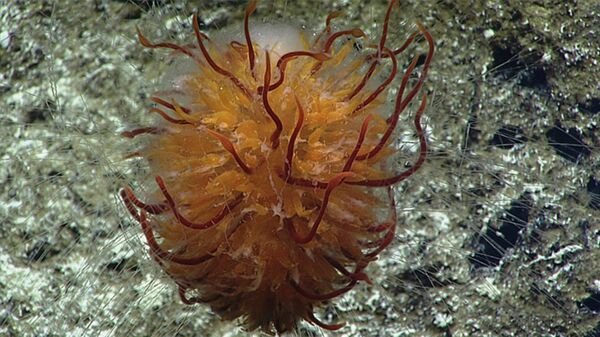 A dandelion siphonophore imaged in a submarine canyon north of French Frigate Shoals A dandelion siphonophore imaged in a submarine canyon north of French Frigate Shoals - Sputnik International
