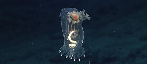 A swimming sea cucumber seen near the cliff A swimming sea cucumber seen near the cliff - Sputnik International
