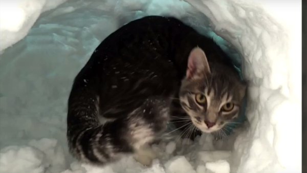 Snow Diggin’ Kitten - Sputnik International