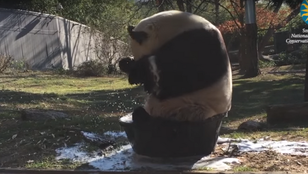 Splish Splash! How a Panda Takes a Bath - Sputnik International