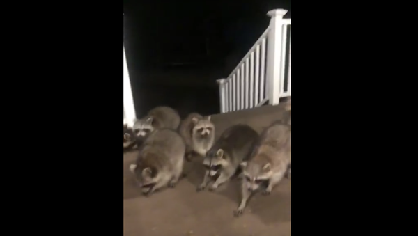 Feedin of the Coons - Sputnik International