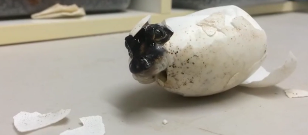 Adorable moment baby alligator hatches from it's egg - Sputnik International