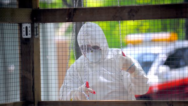 A South Korean quarantine official decontaminates a small aviary, which was hit by bird flu - Sputnik International