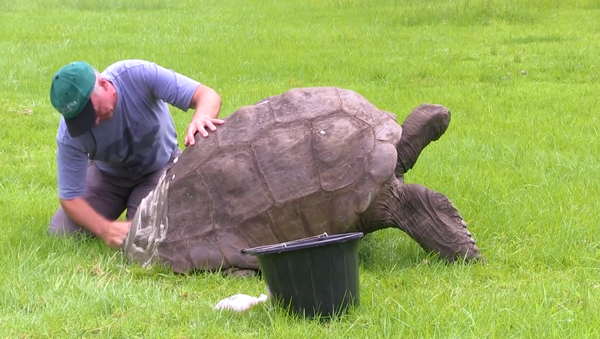 Jonathan the Giant Tortoise - the oldest known living land animal on Earth and creakingly old national treasure at an estimated age of 184 years - was washed for the first time in recorded history by vet Dr Joe Hollins - Sputnik International
