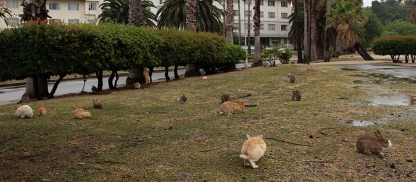 Okunojima, Hiroshima Okunojima, Hiroshima - Sputnik International