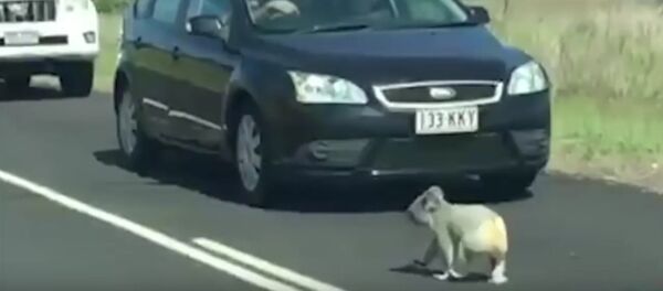 Cute koala stops traffic by jay-walking onto busy highway. - Sputnik International