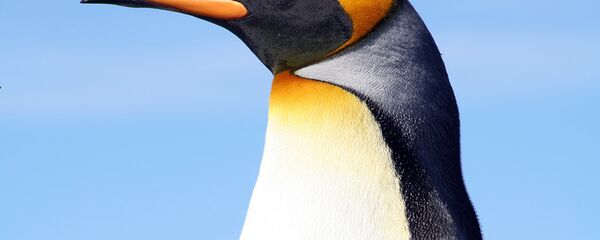 King penguin at the Falkland Islands. King penguin at the Falkland Islands. - Sputnik International