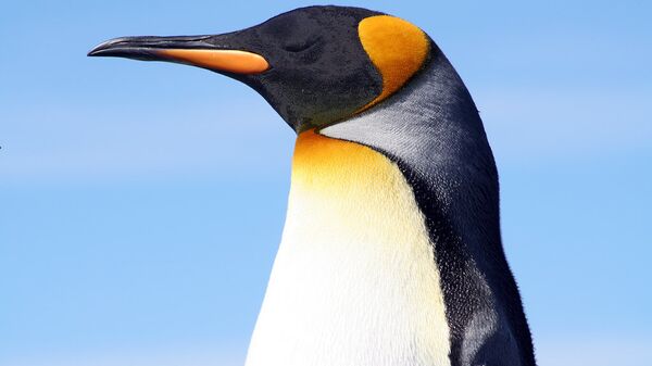 King penguin at the Falkland Islands.  - Sputnik International