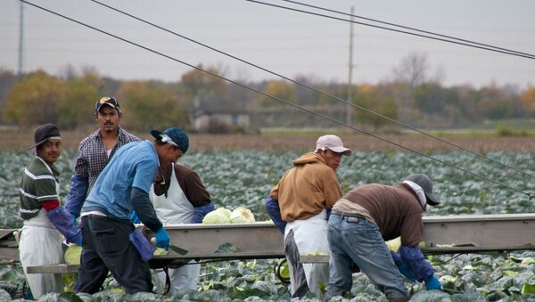Migrant Workers Picking Cabbages - Sputnik International