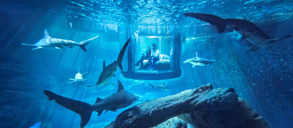 Sleep With the Fishes? You Can, Thanks to the Paris Aquarium and Airbnb! - Sputnik International