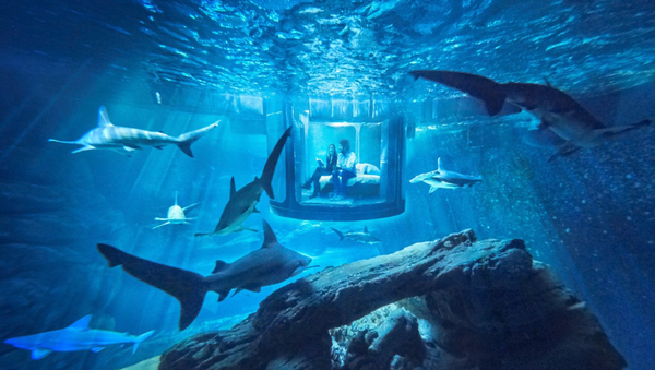 Sleep With the Fishes? You Can, Thanks to the Paris Aquarium and Airbnb! - Sputnik International