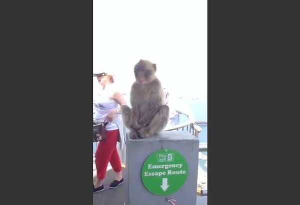 Hungry Monkey Steals Banana from Woman - Sputnik International