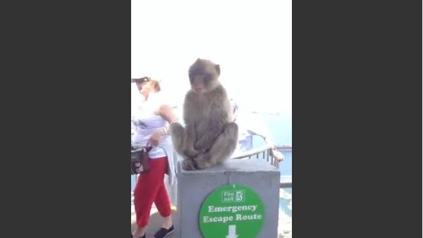 Hungry Monkey Steals Banana from Woman - Sputnik International