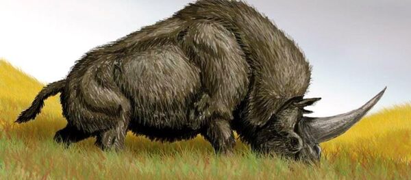 Elasmotherium sibiricum - Sputnik International