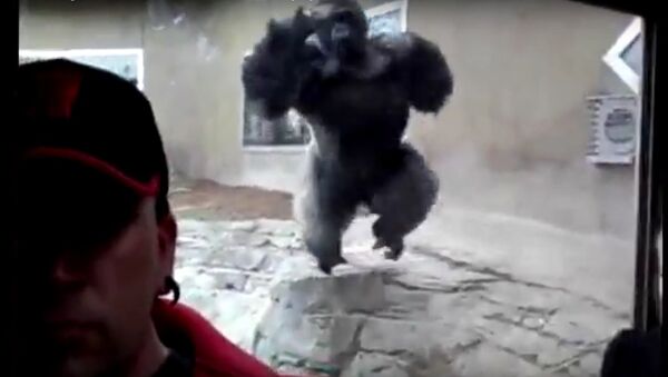 Monstrous gorilla tries to attack zoo visitor through glass - Sputnik International