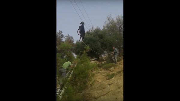 Goat trapped on phone lines - Sputnik International