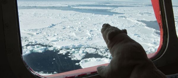 Global Warming Alert: Arctic Ice Continues to Melt Like Butter Global Warming Alert: Arctic Ice Continues to Melt Like Butter - Sputnik International