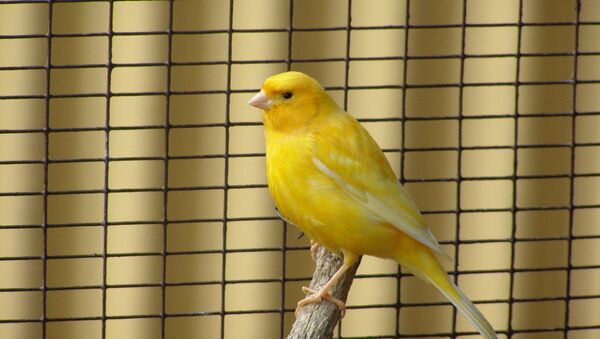 A yellow canary - Sputnik International
