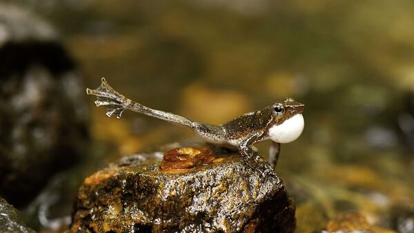 A Micrixalus frog showing foot flagging behaviour - Sputnik International