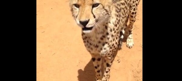 Have you ever heard meowing Cheetah? - Sputnik International