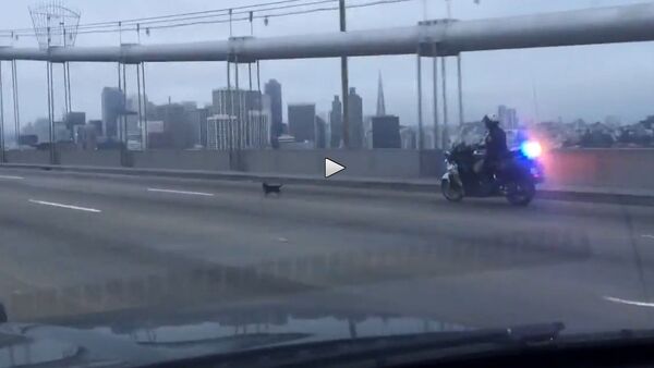 Chihuahua Leads Police on Chase Across Bay Bridge - Sputnik International
