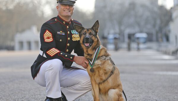 Gunnery sergeant Christopher Willingham, of Tuscaloosa, Alabama, USA, poses with US Marine dog Lucca, after receiving the PDSA Dickin Medal, awarded for animal bravery, equivalent of the Victoria Cross, at Wellington Barracks in London, Tuesday, April 5, 2016. - Sputnik International