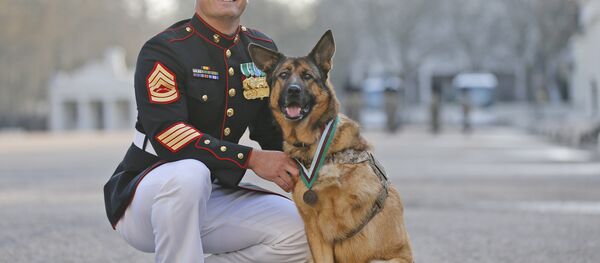 Gunnery sergeant Christopher Willingham, of Tuscaloosa, Alabama, USA, poses with US Marine dog Lucca, after receiving the PDSA Dickin Medal, awarded for animal bravery, equivalent of the Victoria Cross, at Wellington Barracks in London, Tuesday, April 5, 2016. - Sputnik International
