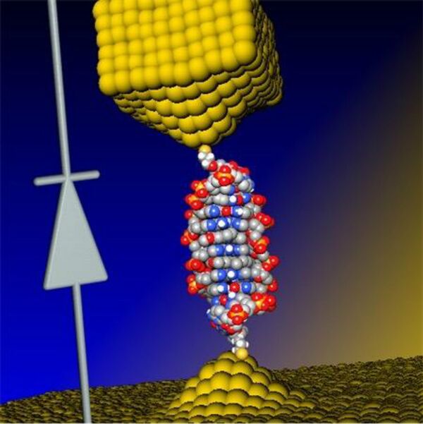Illustration of the coralyne-intercalated DNA junction used to create a single-molecule diode, which can be used as an active element in future nanoscale circuits Illustration of the coralyne-intercalated DNA junction used to create a single-molecule diode, which can be used as an active element in future nanoscale circuits - Sputnik International
