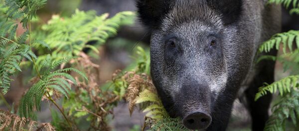 Wild boars - Sputnik International