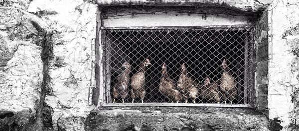 Henhouse Henhouse - Sputnik International