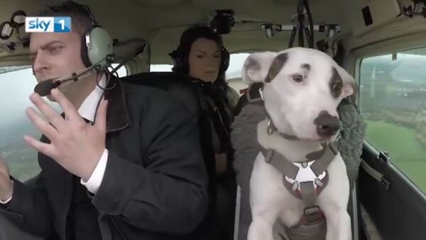 Mark Vette & His Team Teach Dogs To Fly - Sputnik International